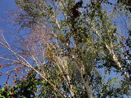 dying birch Corvallis Albany Philomath Oregon
